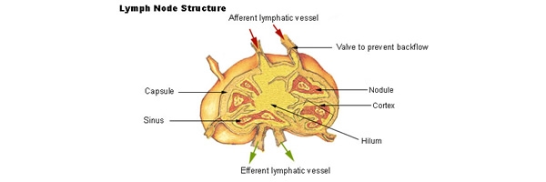  Illustration of a lymph node, part of the human immune system.