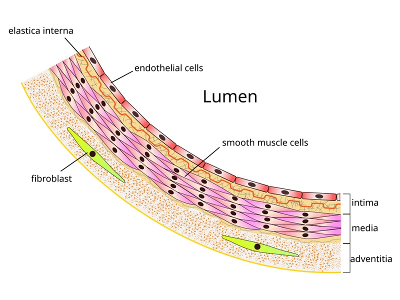 Microscopic anatomy of an artery.