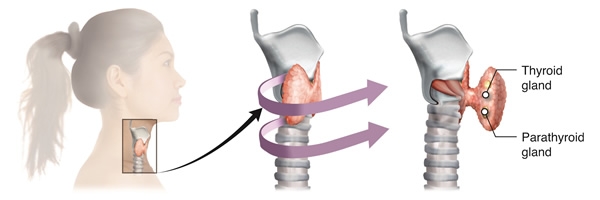 Illustration showing location of the thyroid and parathyroid glands in a person's neck.